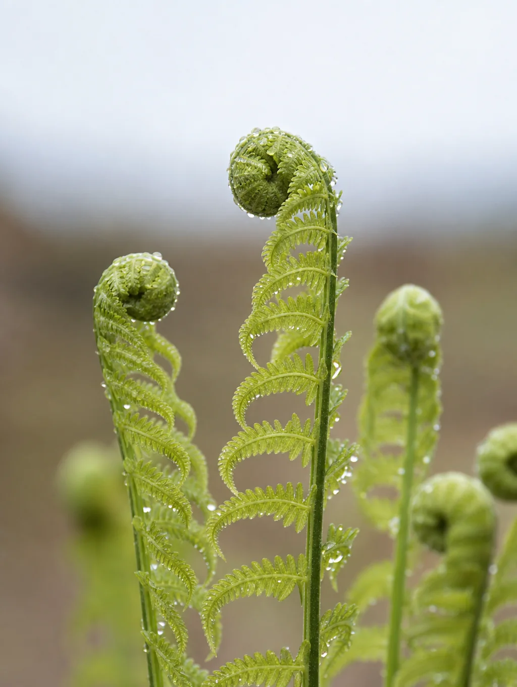Lush temperate rainforest ferns in New Zealand